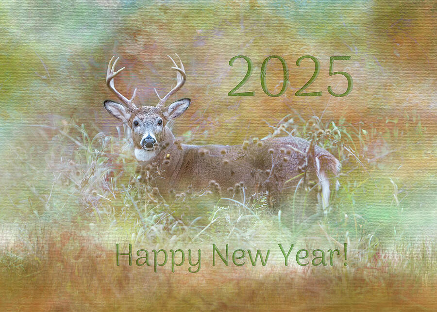 Happy New Year Whitetail Buck Photograph by Patti Deters