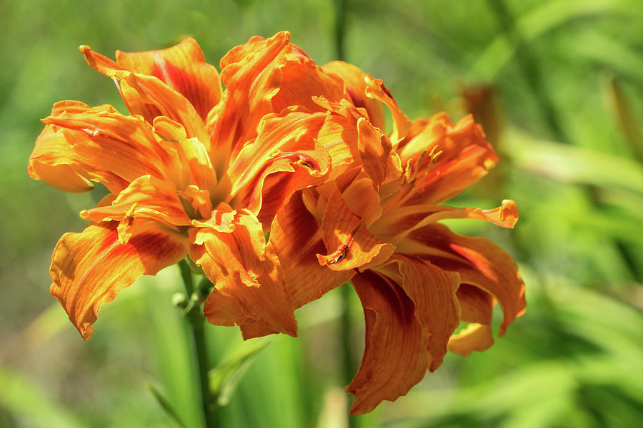 Happy Orange Ruffles - Boldly Colored Daylilies Duo Abloom Photograph
