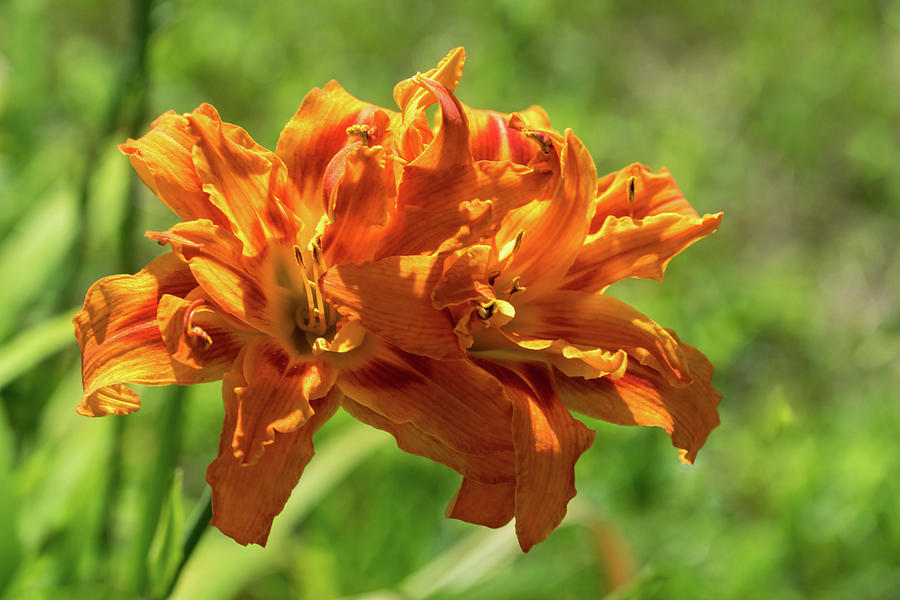 Happy Orange Ruffles - Boldly Colored Daylilies Duo In Bloom Photograph