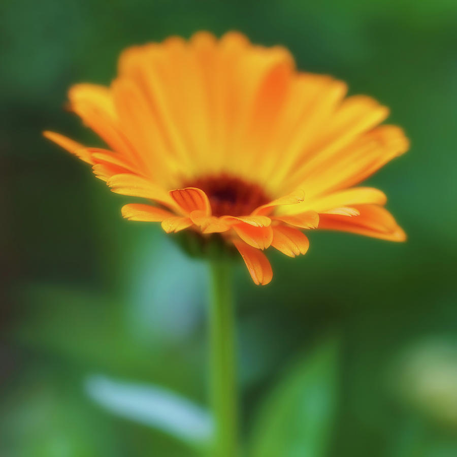 Happy Orange Yellow Calendula Photograph by Marianne Campolongo