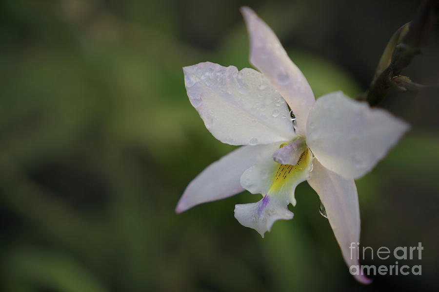 Happy Orchid in Morning Dew Photograph by Nancy Gleason