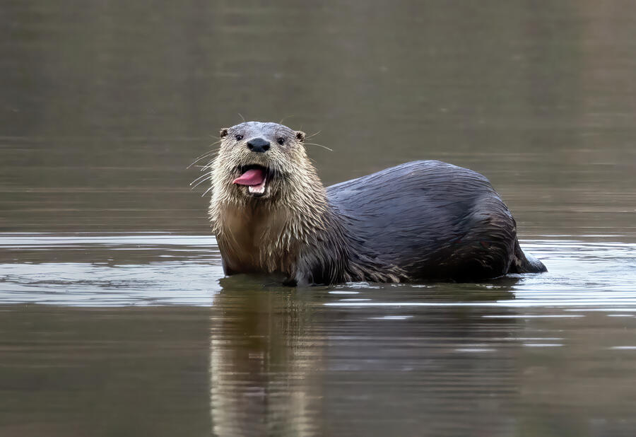 Happy Otter Photograph by Art Cole