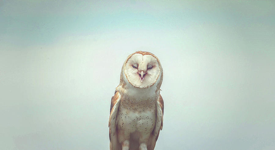 Happy Owl  Photograph by Carrie Ann Grippo-Pike