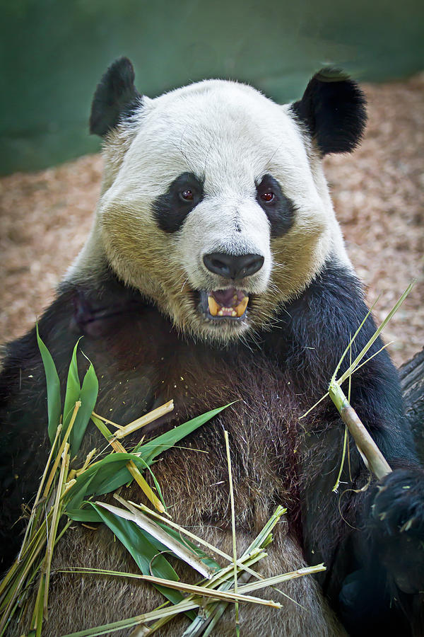 excited panda
