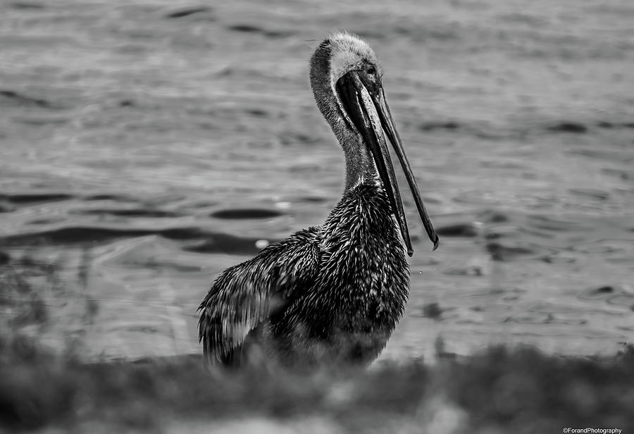 Pelican Photograph - Happy Pelican Black and White by Debra Forand