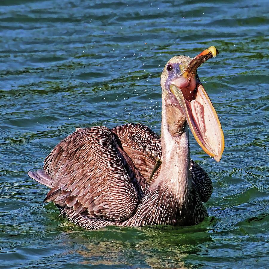 Happy Pelican Photograph by HH Photography of Florida