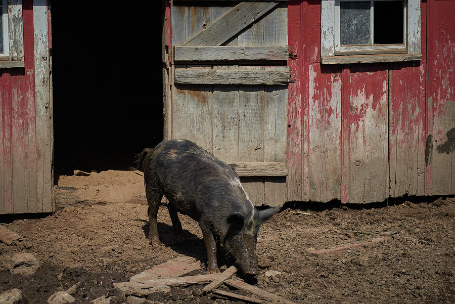 Happy Pig Photograph by Paul Freidlund