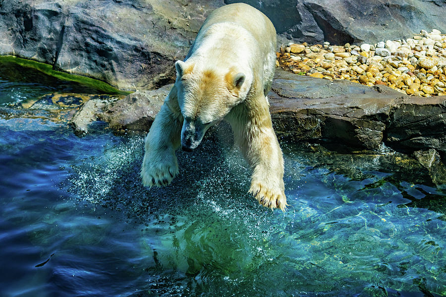 Happy Polar Bear Photograph by Angela Carrion Photography