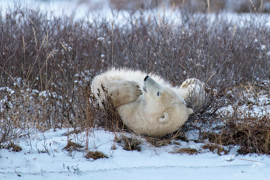 Happy Polar Bear Photograph by Mark Hunter