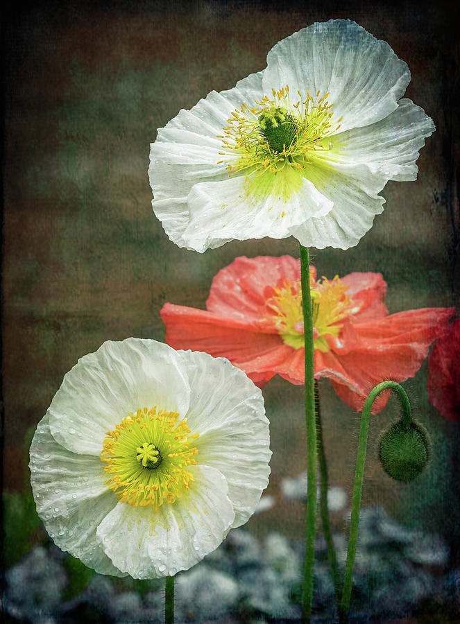 Happy Poppies Photograph by Elvira Peretsman