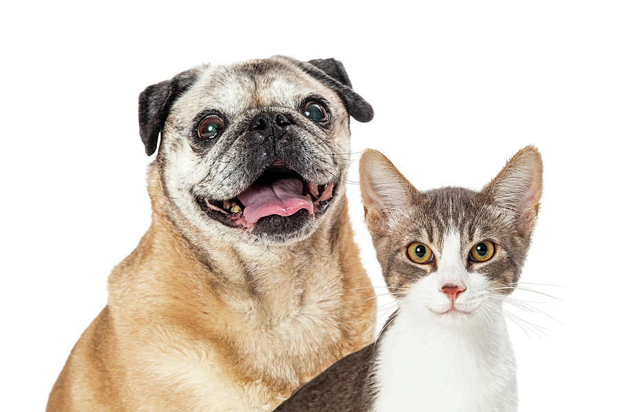 Happy Pug Dog and Cat Together Closeup Photograph by Good Focused