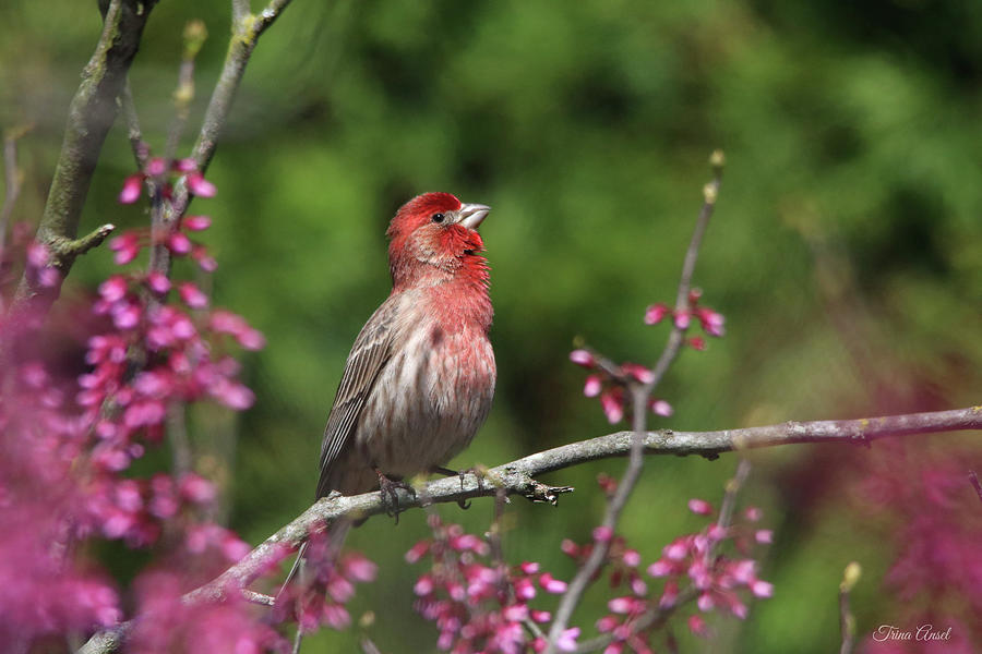 Happy Purple Finch Photograph by Trina Ansel