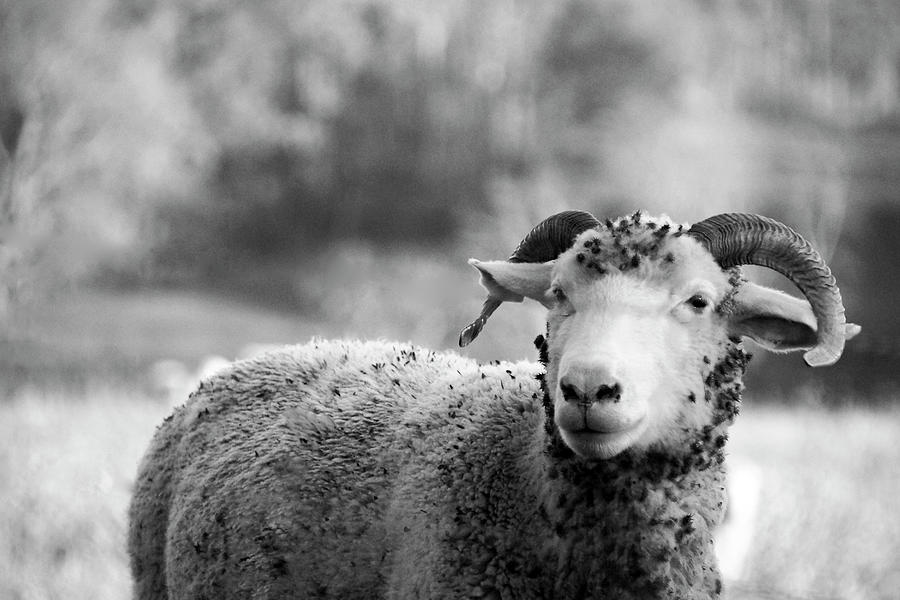Happy Ram in Black and White Photograph by Mike Murdock