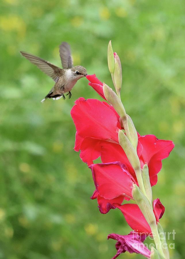 Happy Red Gladiolus Hummingbird Photograph by Carol Groenen