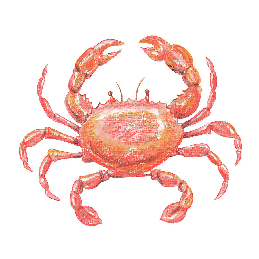 Happy Red Orange Watercolor Crab Painting by Irina Sztukowski