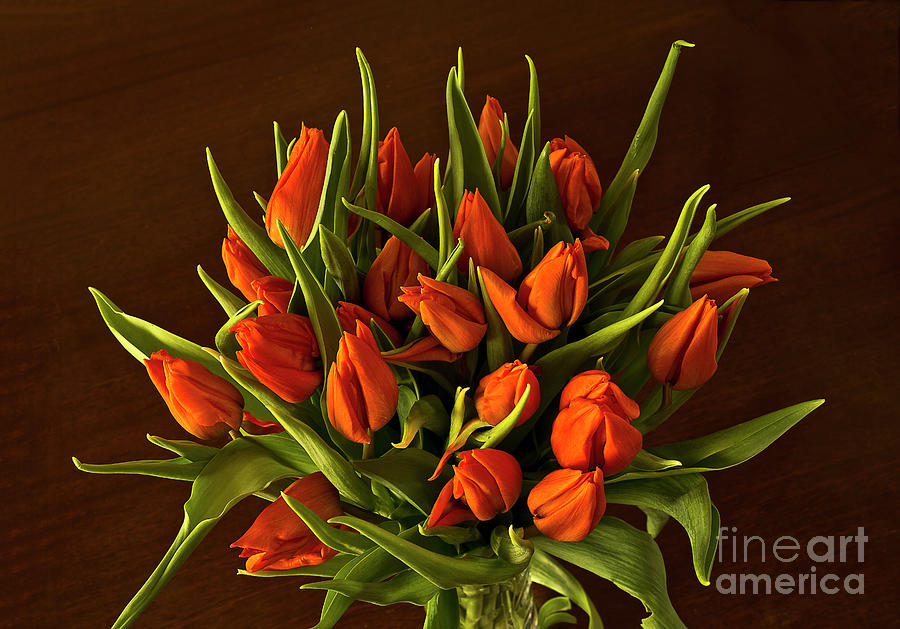 Happy Red Tulips Bouquet  Photograph by Tatiana Bogracheva