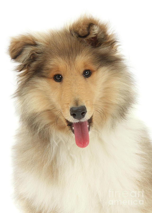 Happy Rough Collie pup Photograph by Warren Photographic
