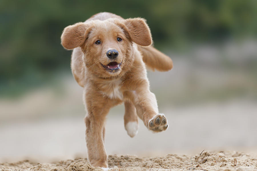 Happy running Toller on one feet Photograph by @Hans Surfer