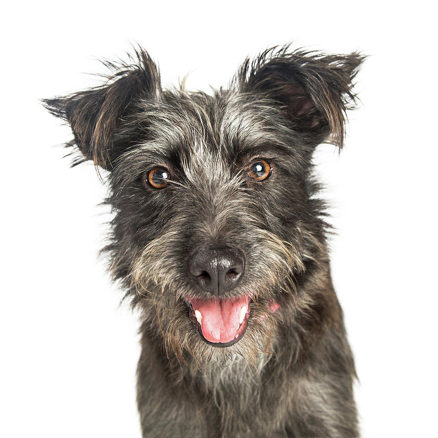 Happy Scruffy Terrier Dog Closeup Photograph by Good Focused