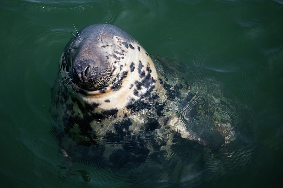 Happy Seal Photograph by Denise Kopko