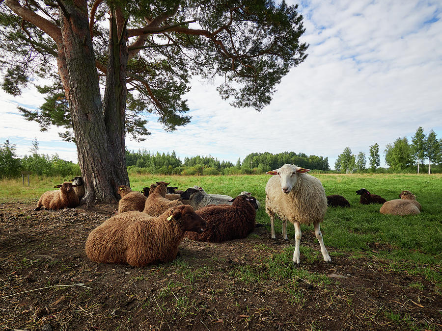 Happy Sheep On The Field Photograph