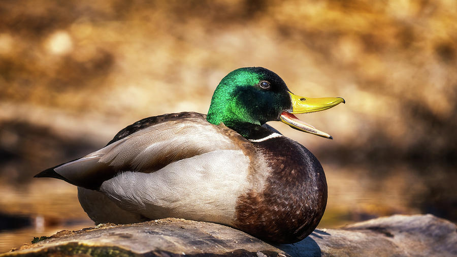 Happy Sitting Duck Photograph by Darren White