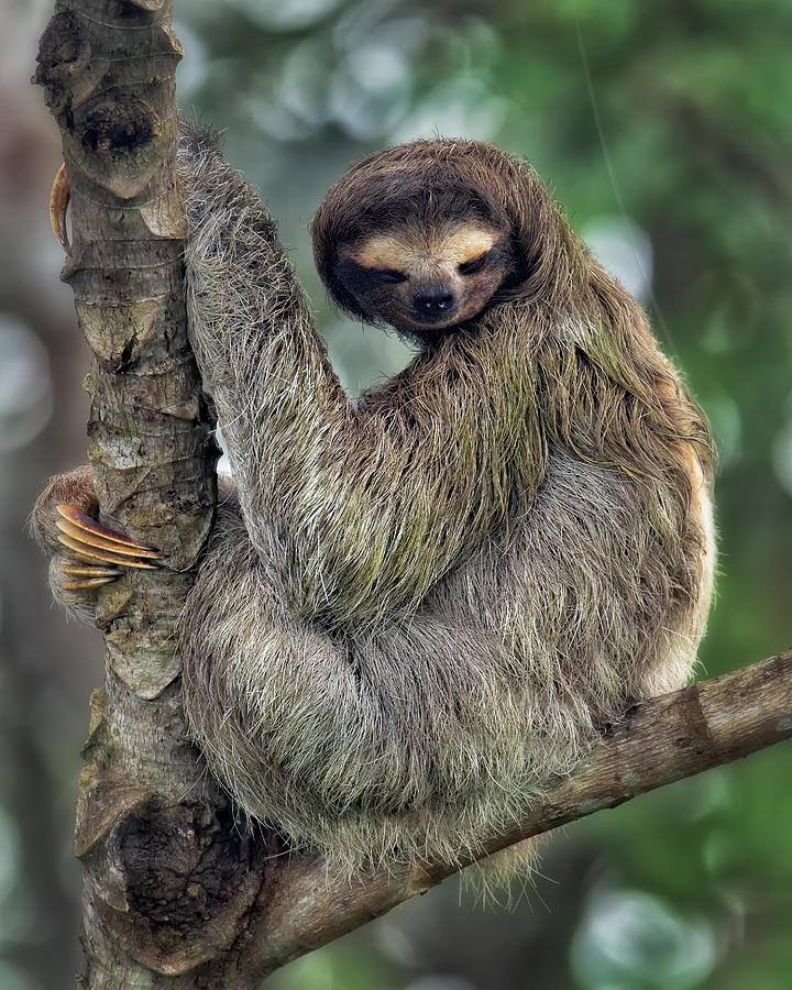 Happy Sleepy Sloth Photograph by Christopher Ciccone | Pixels