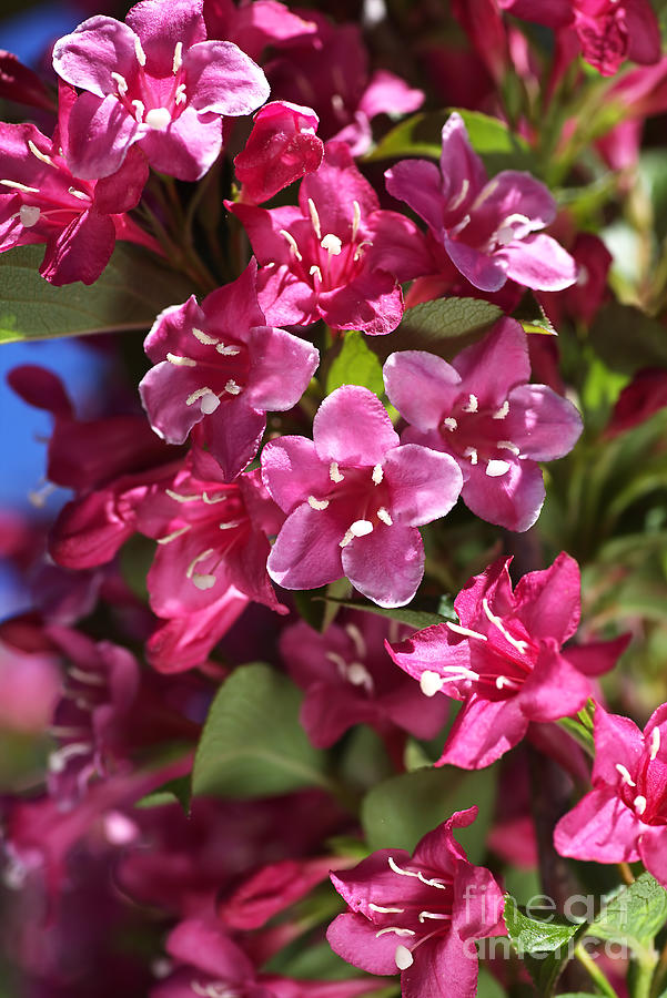 Nature Photograph - Happy Small Pink Flowers by Joy Watson
