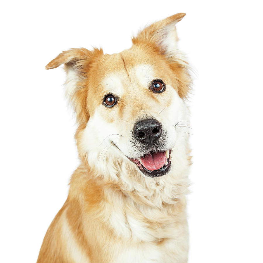 Happy Smiling Golden Retriever Crossbreed Dog Photograph by Good Focused