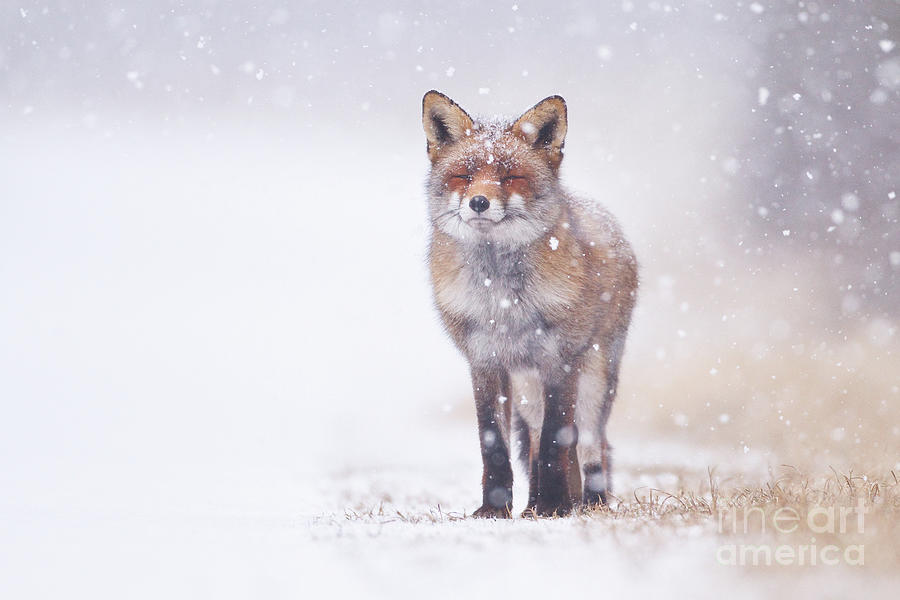 Happy Smiling Red Fox In The Snow Animal / Wildlife / Nature Photograph Photograph by PIPA Fine Art