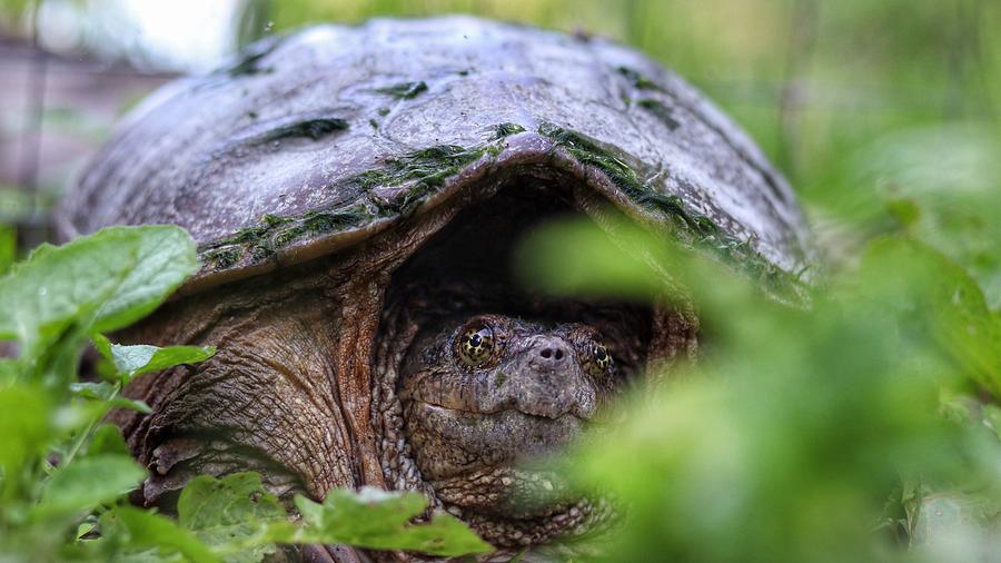 Happy Snapper Photograph by Tyrone Price - Fine Art America