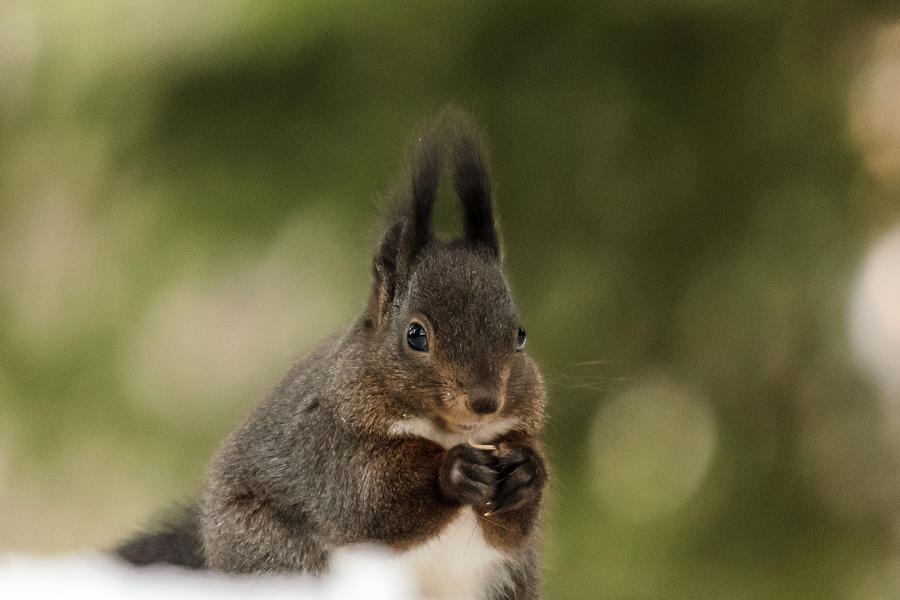 Happy Squirrel on Christmas Day Photograph by Adrian O Brien