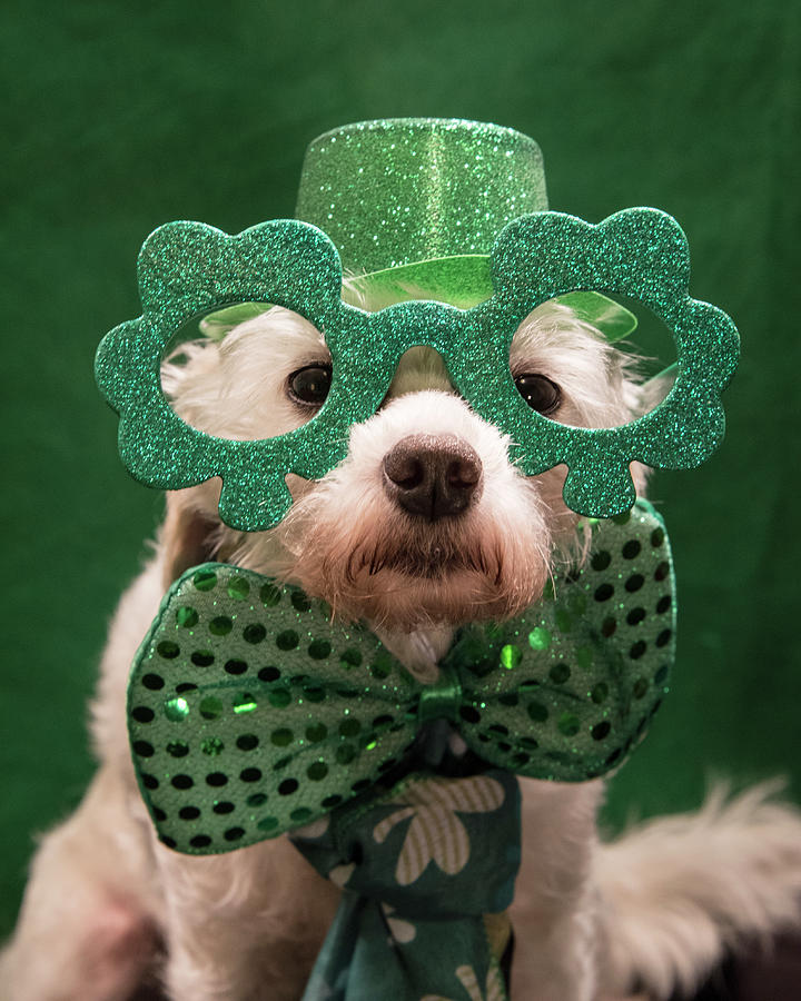 Happy St. Paddy's Day Photograph by Robert Mann | Fine Art America