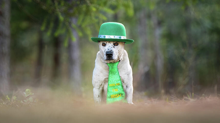 Happy St. Patricks Day Photograph by Diane Moller Happy St. Patricks Day Photograph by Diane Moller