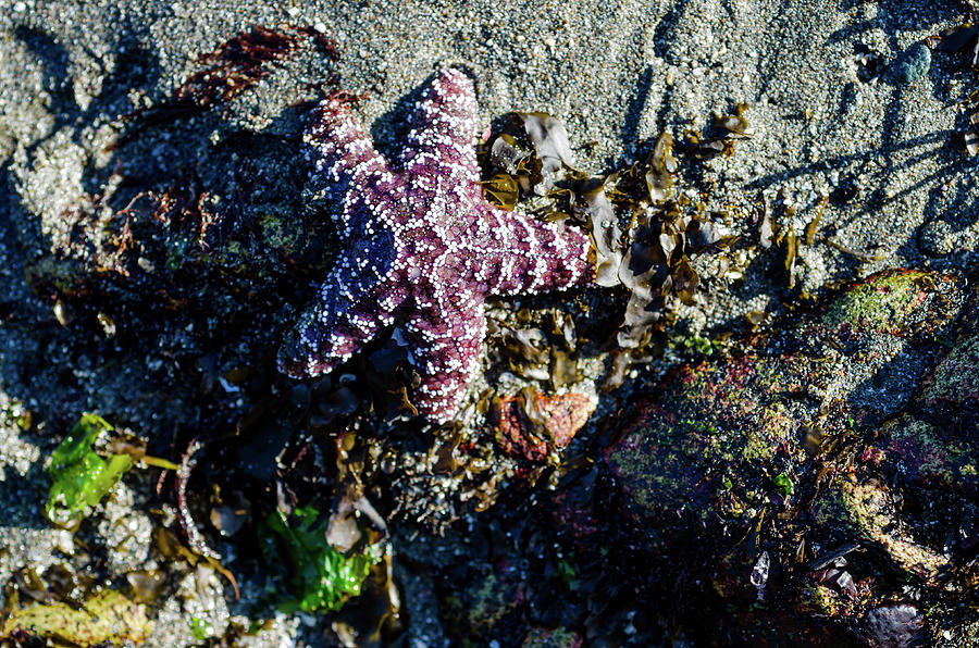Happy Starfish Photograph by Margaret Pitcher