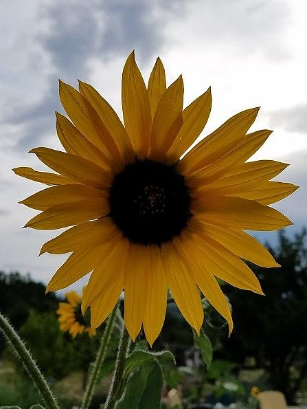 Happy Sunflower Photograph by Becky Hall - Pixels