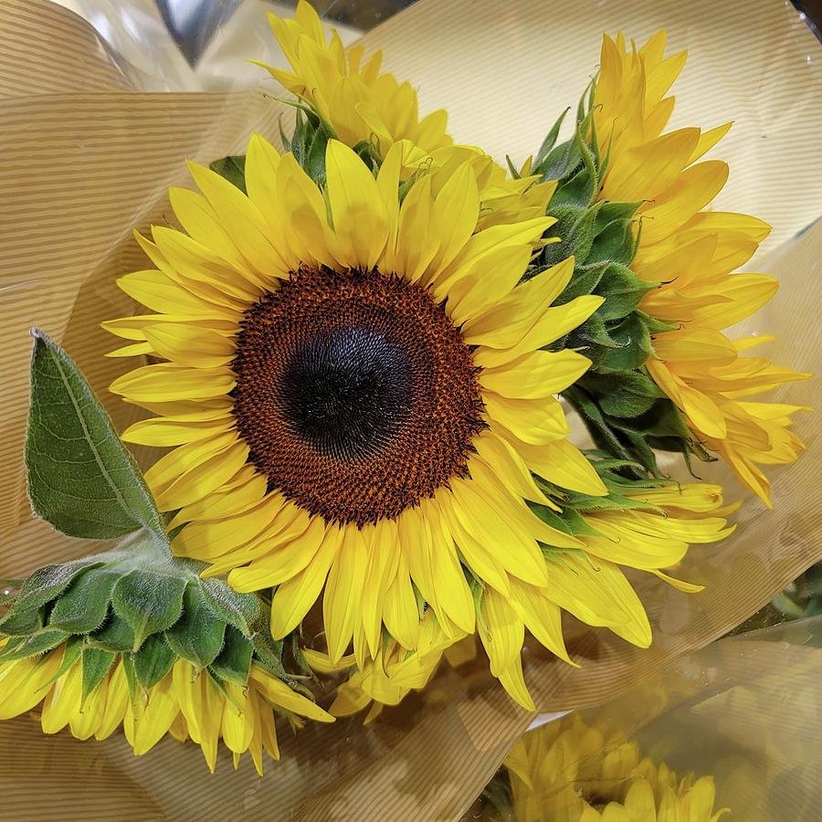 Happy Sunflower Photograph by Charlotte Gray - Fine Art America