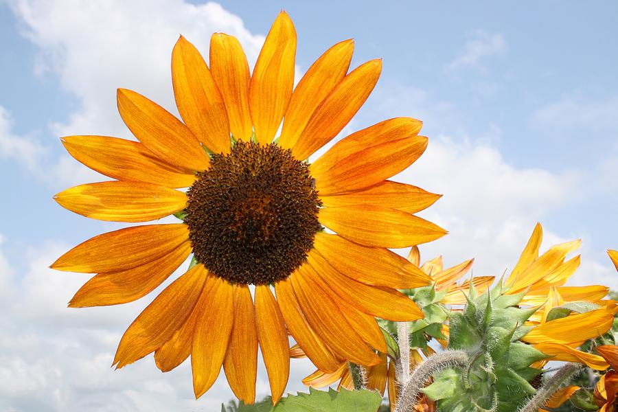 Happy Sunflower Photograph by Robbi Read - Pixels