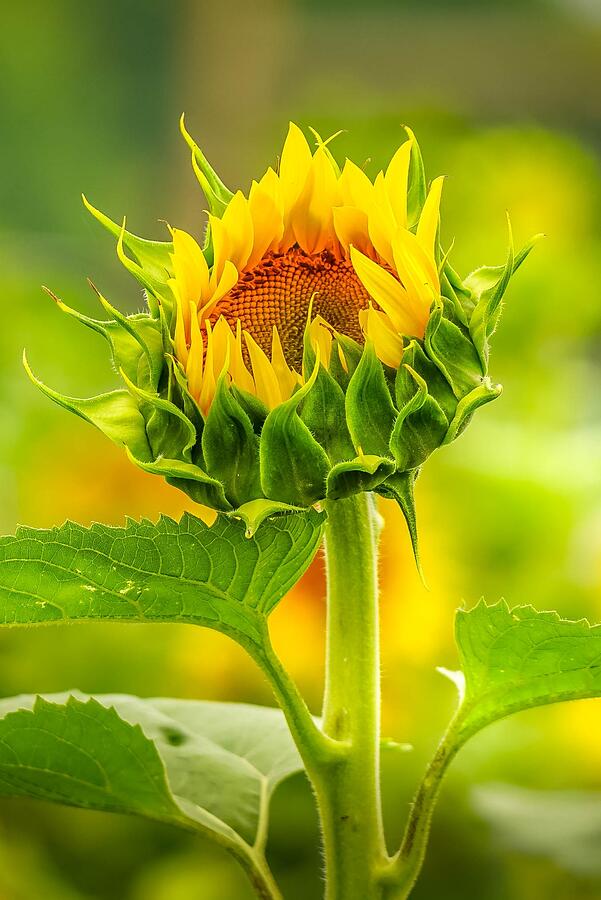 Happy Sunflower Photograph by Susan Rydberg