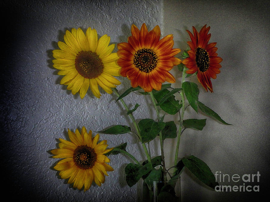 Happy Sunflowers Photograph by Judy Hall-Folde