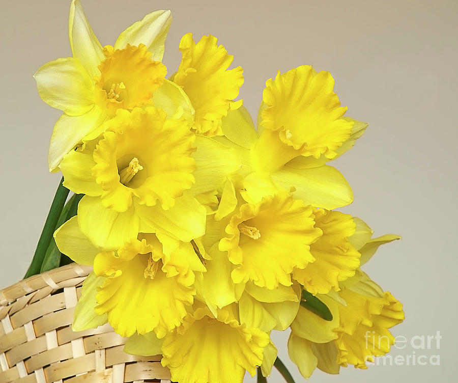 happy sunny daffodils spring Easter bouquet  still-life Photograph by Tatiana Bogracheva