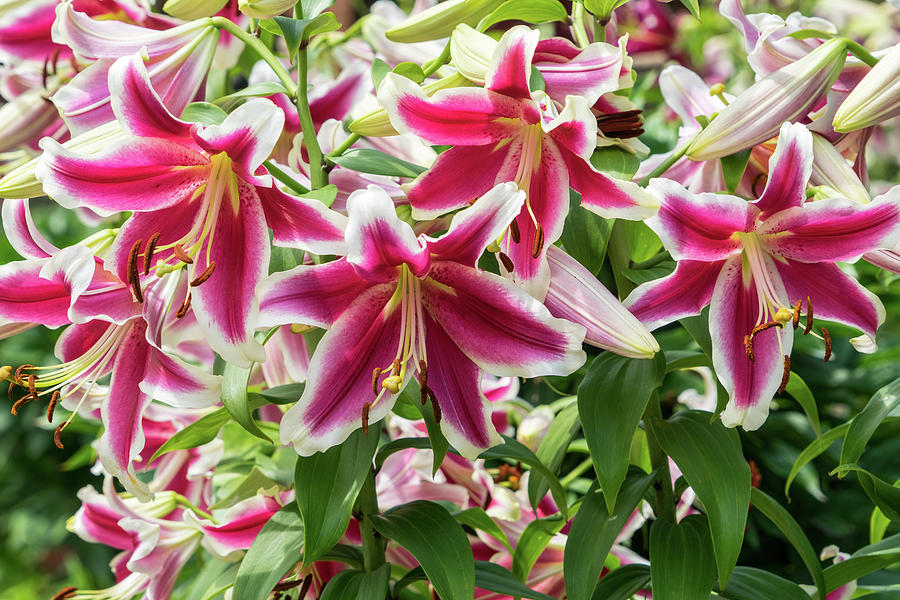 Happy Superbloom - Riotous Fragrant Garden Of Stargazer Lilies Photograph