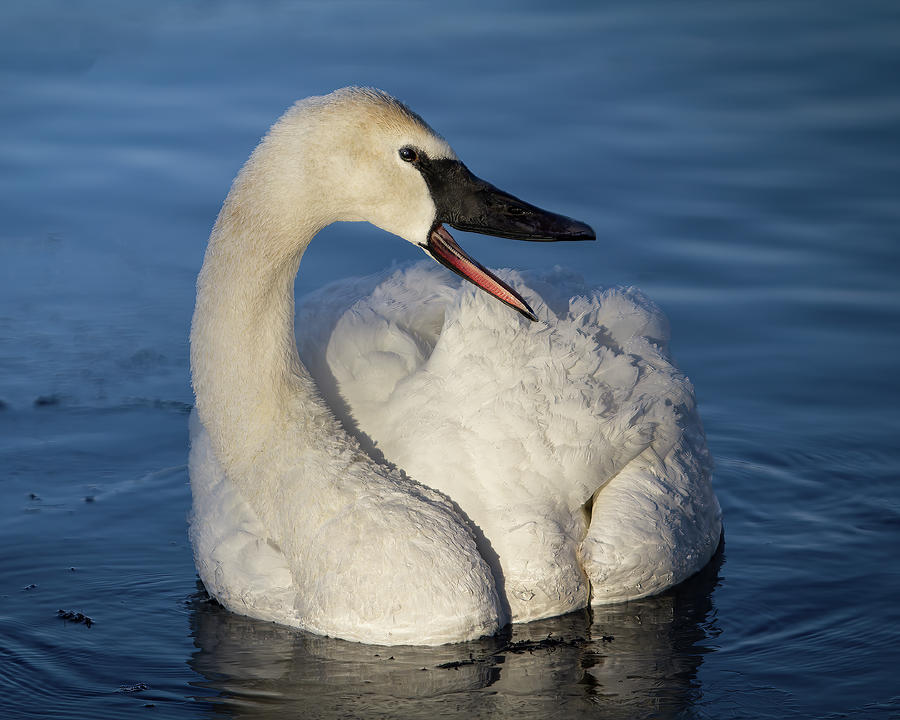 Swan Photograph - Happy Swan by Patti Deters