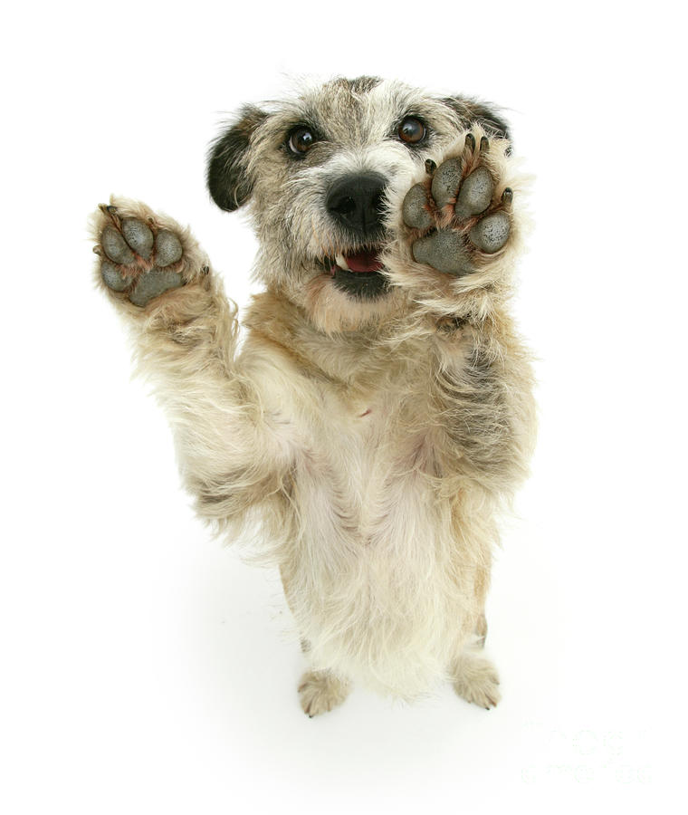 Happy Terrier Paws Photograph by Warren Photographic
