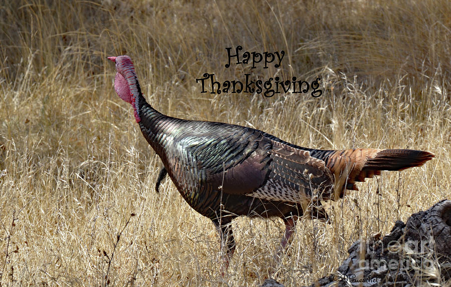 Happy Thanksgiving Card Photograph by Debby Pueschel