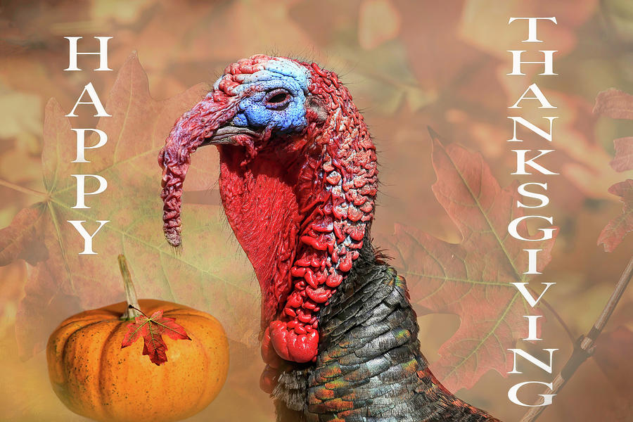Happy Thanksgiving Photograph by Donna Kennedy