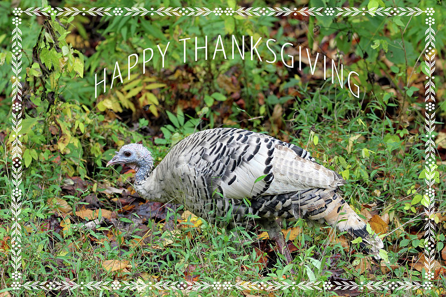 Happy Thanksgiving Photograph by Jennifer Robin