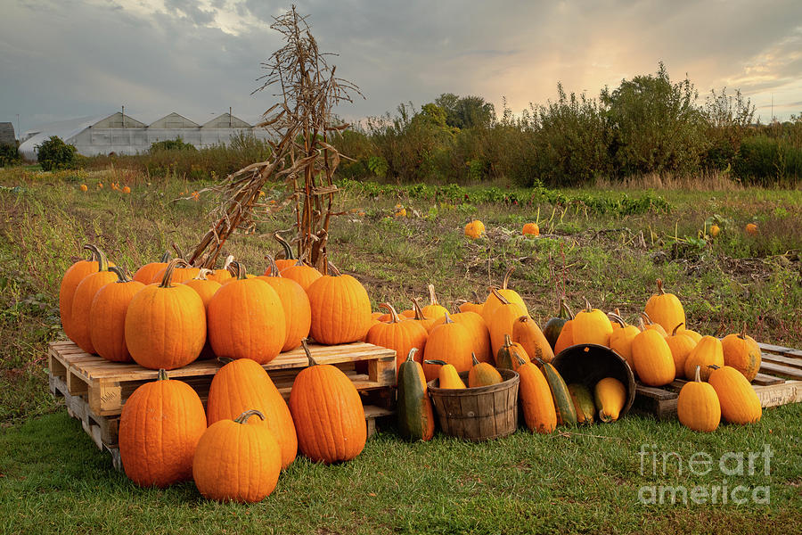 Happy Thanksgiving Pumpkins Photograph by Marilyn Cornwell