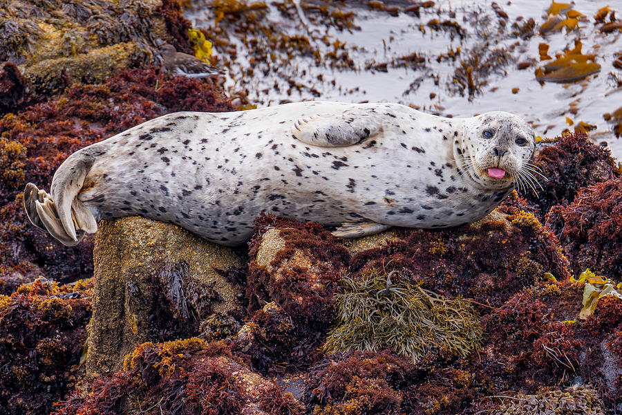 Happy The Harbor Seal Photograph by Derek Dean