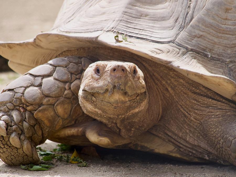 Happy Tortoise Photograph by George Melin - Fine Art America